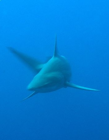 Blacktip taken at Shark Reef, Ras Mohamed with E300. by Nikki Van Veelen 