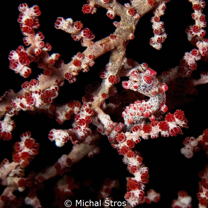 Pygmy seahorse on gorgonia coral Muricella paraplectana by Michal Štros 