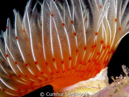 Protula tubularia by Cumhur Gedikoglu 