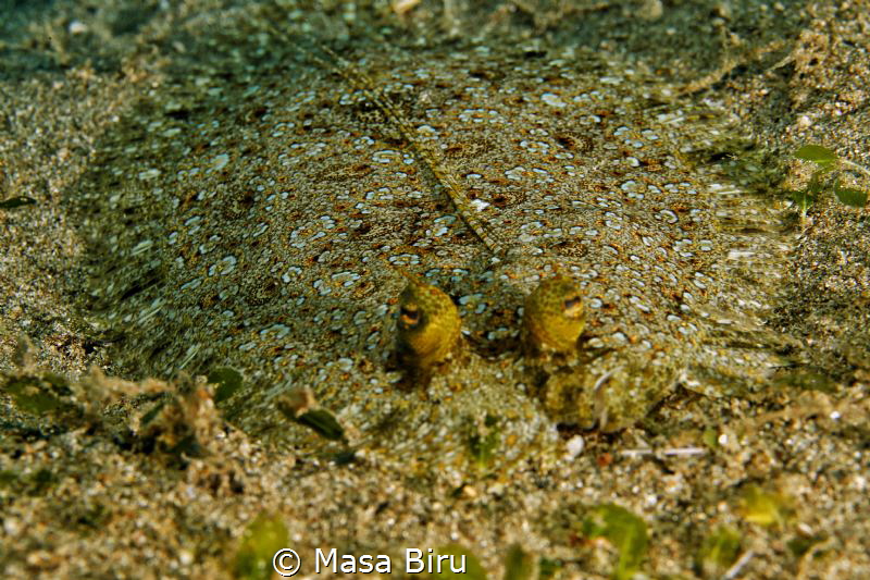 Flounder by Masa Biru 