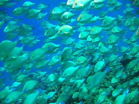 Big Shoal of Longnose parrotfish. by Anel Van Veelen 