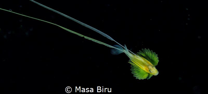 Yellow fish with wings by Masa Biru 