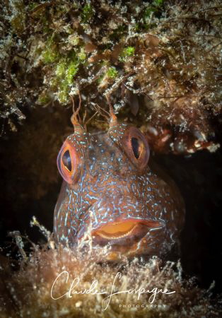 Hello . by Claude Lespagne 