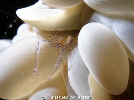 Shrimp on Bubble Coral (Pontoniinae) by Hansruedi Wuersten 