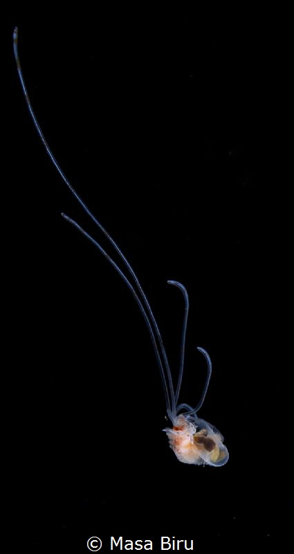 I'mnot sure what it is by Masa Biru 
