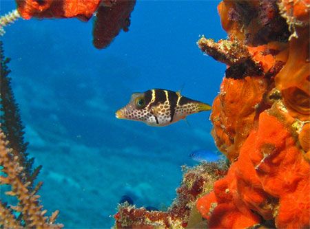 A black-saddled toby found on the Rio De Janerio. Truk La... by Paul Holota 
