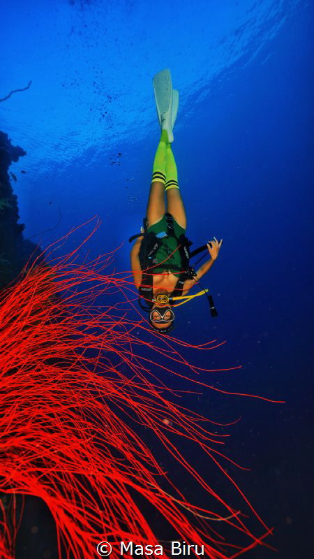Red coral by Masa Biru 