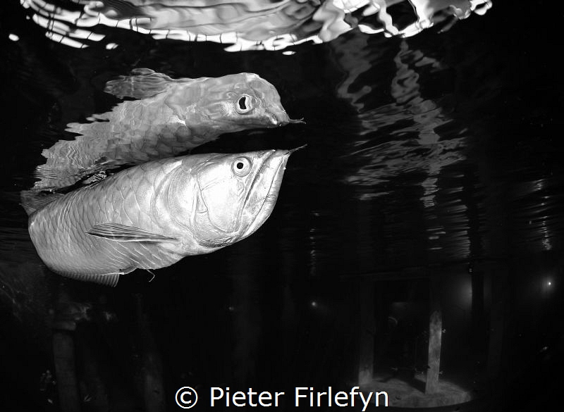 Arowana @ Todi indoor dive center by Pieter Firlefyn 
