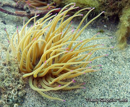 Small Anemone taken under the Selsey Lifeboat Launch in t... by Jonny Simpson-Lee 