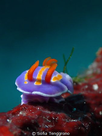 Tiny Tinky Winky Mexichromis trilineata by Sofia Tenggrono 