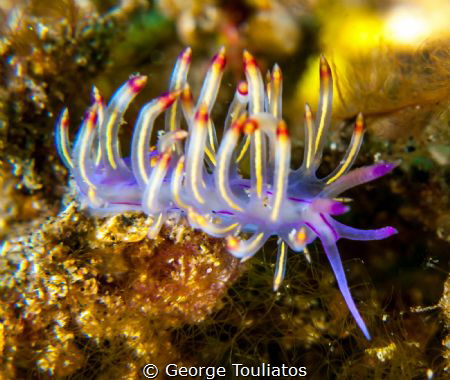 Nudie!!! by George Touliatos 
