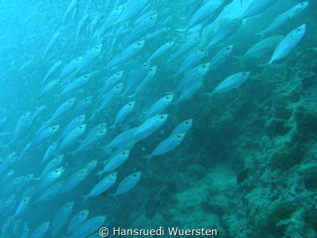 The Sardine Run on Panagsama by Hansruedi Wuersten 