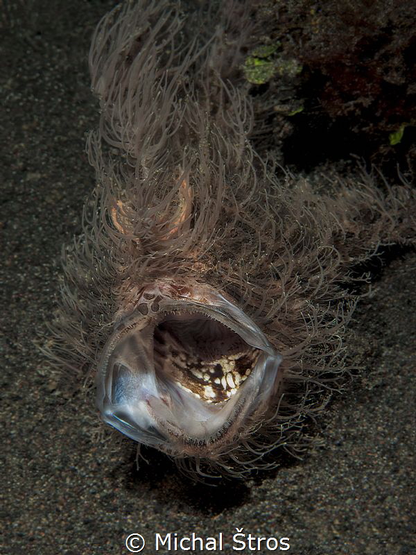 Yawning hairy frogfish by Michal Štros 