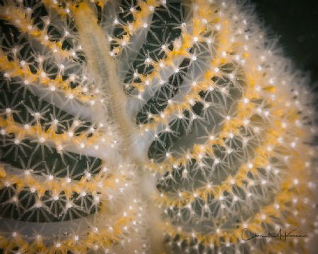 Puget Sound Orange Sea Pen by Chris Mckenna 