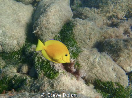 Image of a juvenile Blue Tang taken with Olympus TG-4 in ... by Steve Dolan 