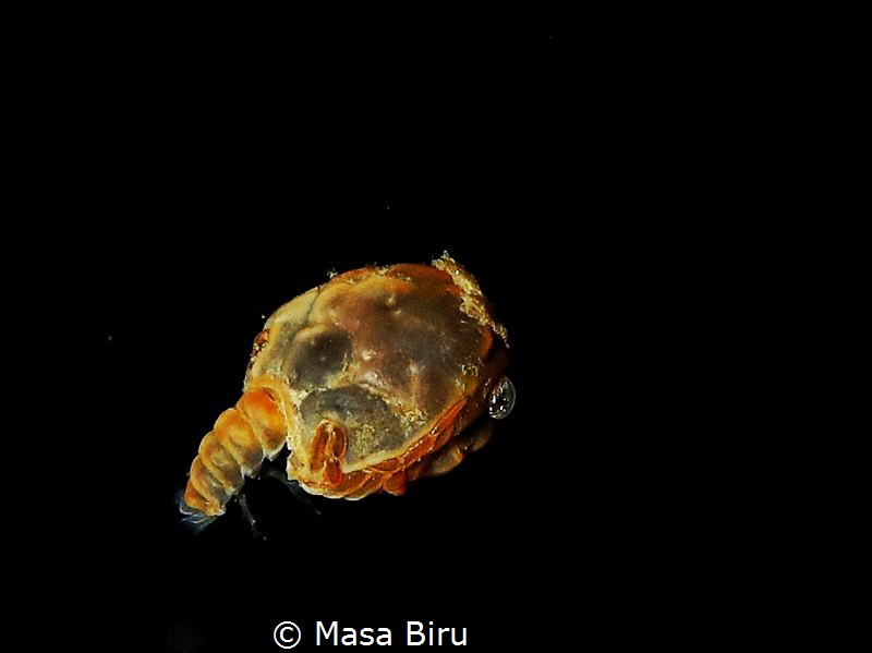 Baby crab ? Not sure by Masa Biru 