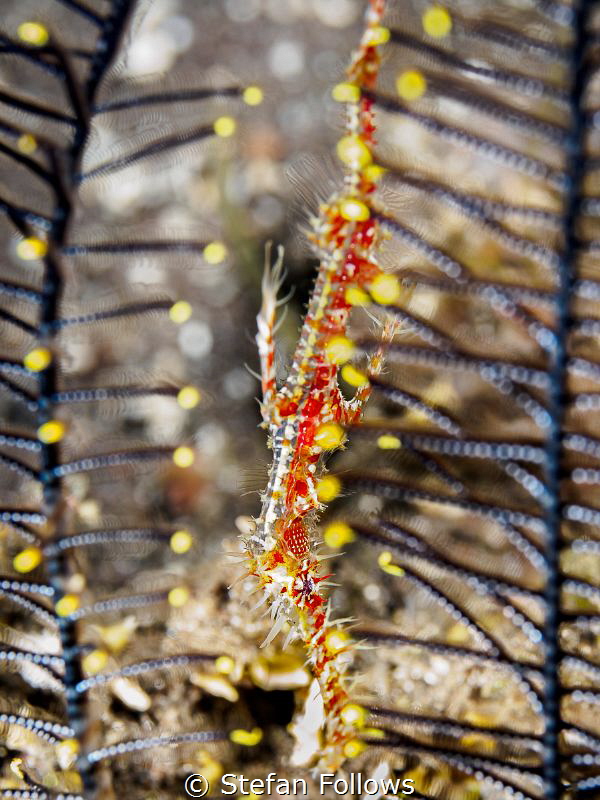 Ghost in the Machine ...

Ornate Ghost Pipefish - Solen... by Stefan Follows 