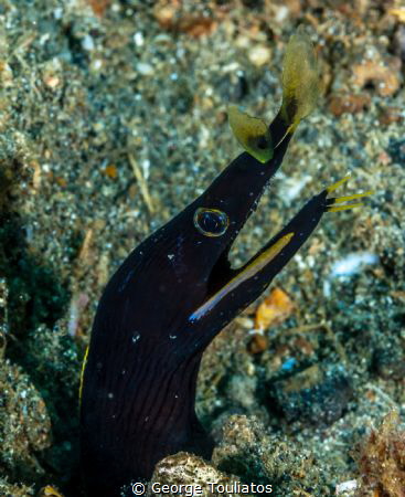 Juvenile Blue Ribbon Eel!!! by George Touliatos 