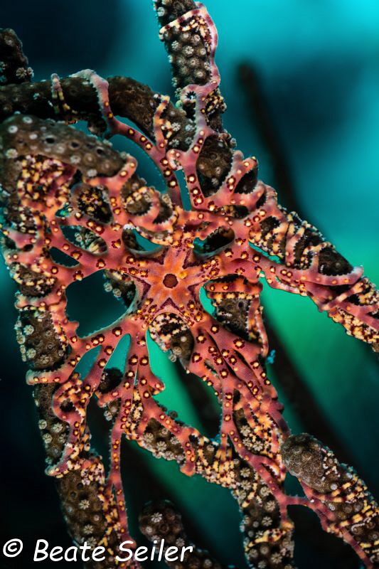 Seastar by Beate Seiler 