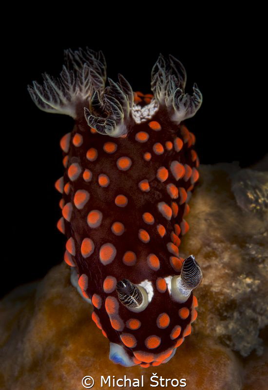 Nembrotha yonowae on a hard coral by Michal Štros 