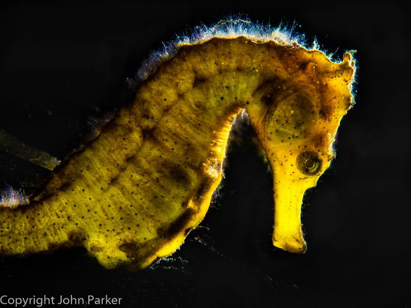 Back Lit Seahorse by John Parker 
