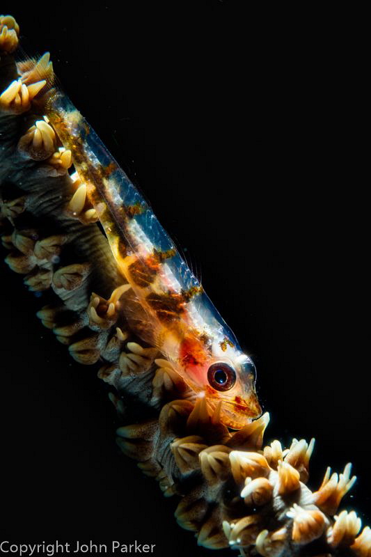 Glowing Goby by John Parker 