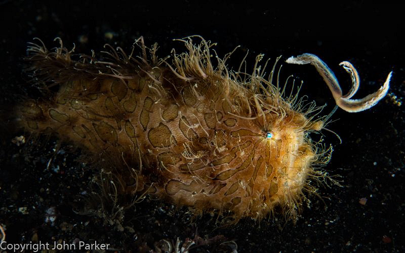 Fishing Frog-Fish by John Parker 