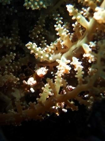 some anemone shrimp, with the camera in super macro mode ... by Edmond Gozo 