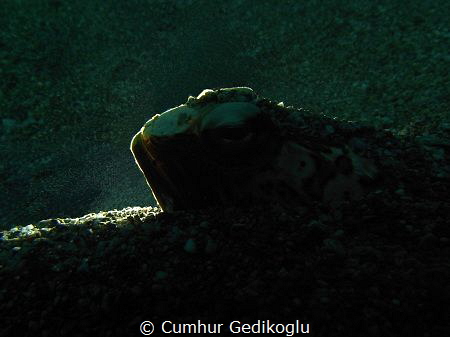 Trachinus radiatus
Back lighted by Cumhur Gedikoglu 