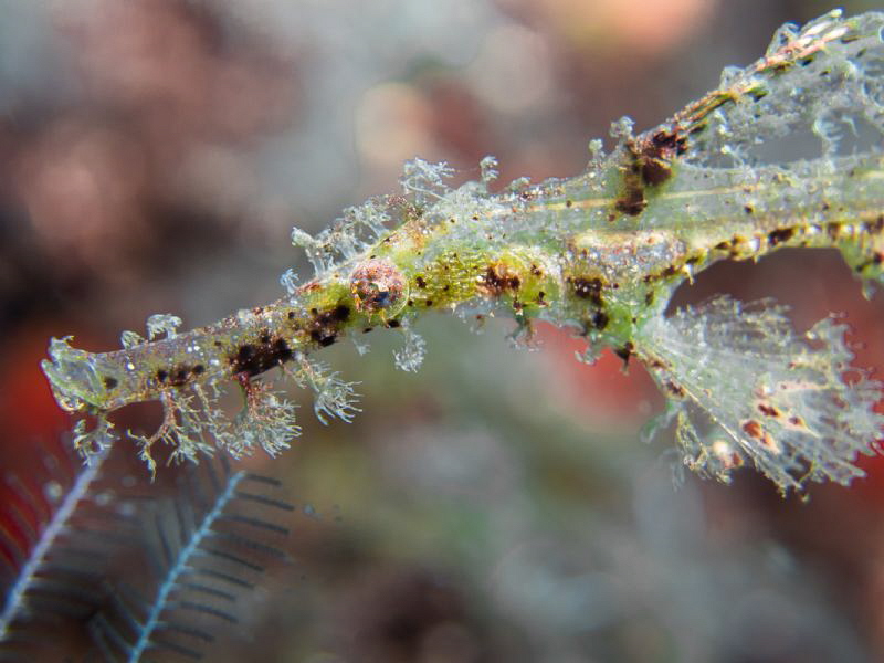 Juvenile ghost pipefish by Beate Seiler 