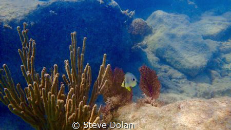 Four spot Butterfly close to shore in Bermuda. Taken with... by Steve Dolan 