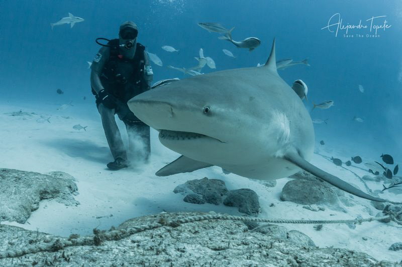 Bullshark close with Octavio, Playa del Carmen México by Alejandro Topete 