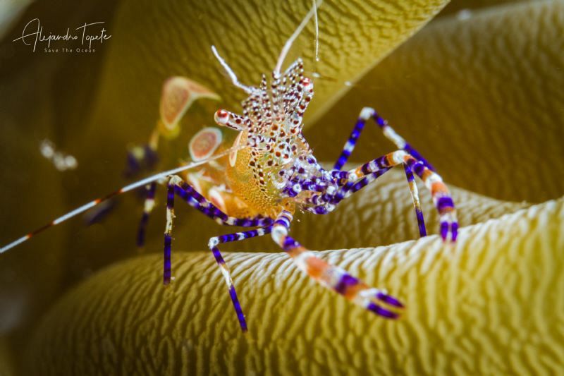 Shrimp with anemona, Klein Bonaire by Alejandro Topete 