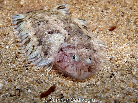 Monochirus hispidus by Cumhur Gedikoglu 
