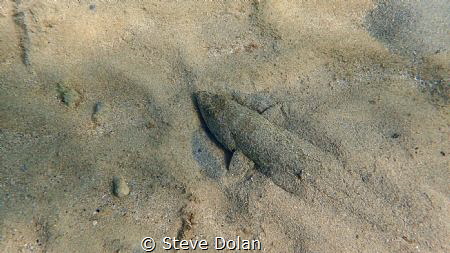 Sand Diver close to shore in Bermuda. Taken with Olympus ... by Steve Dolan 