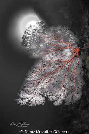 coral tree made a christmas tree by Deniz Muzaffer Gökmen 
