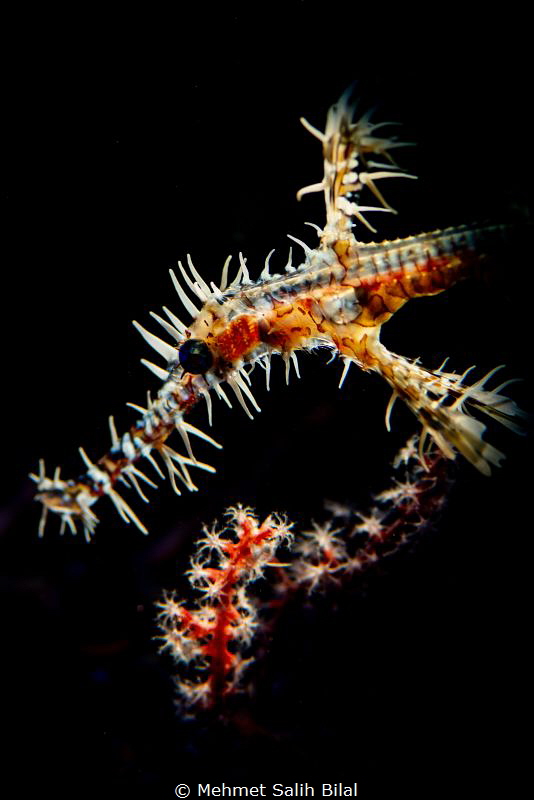 Ornate ghost pipefish. by Mehmet Salih Bilal 