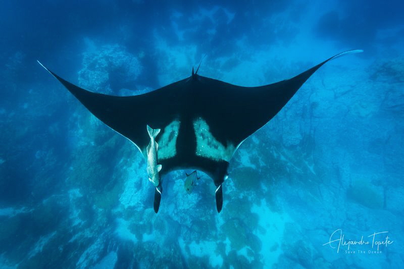 Mantaray with Rocks, Isla Socorro Mexico by Alejandro Topete 