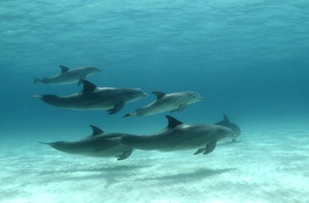 Phil Skeets of Stuart Cove's Fin Photo captured this pod ... by Fin Photo 