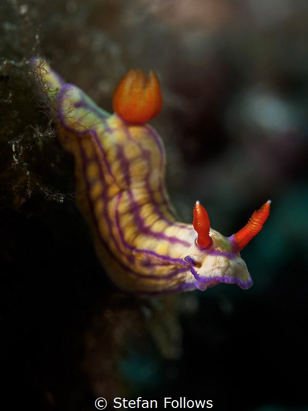 The Drop

Nudibranch - Hypselodoris whitei

Padagbai,... by Stefan Follows 