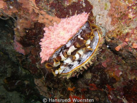 Thorny Oyster by Hansruedi Wuersten 