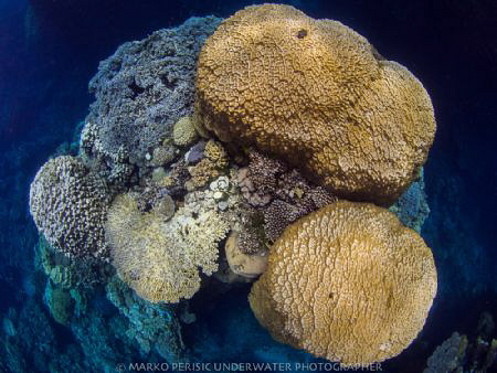 HARDCORAL by Marko Perisic 