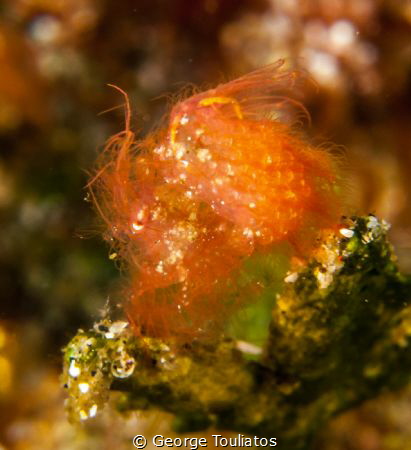 Full of Eggs!!! by George Touliatos 