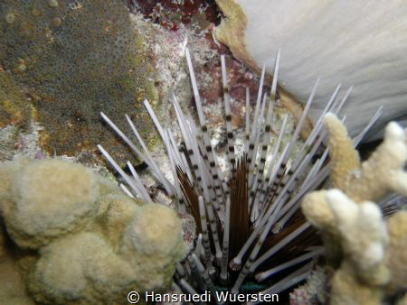 Diadem Urchin by Hansruedi Wuersten 