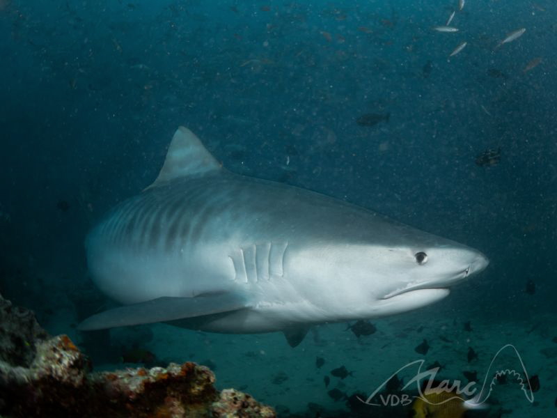 beautiful creatures by Marc Van Den Broeck 