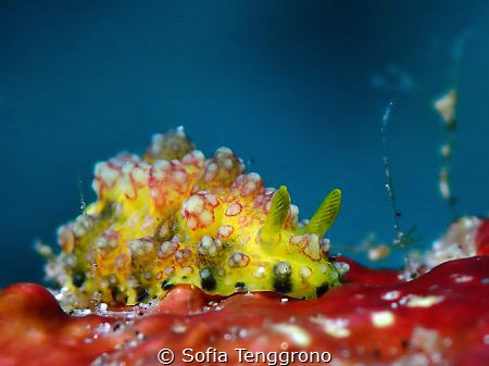 Phyllidiopsis cardinalis by Sofia Tenggrono 