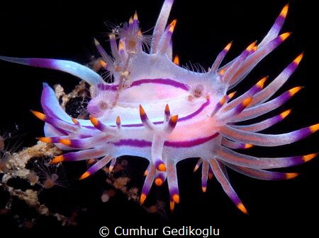 Flabellina rubrolineata
Circle by Cumhur Gedikoglu 
