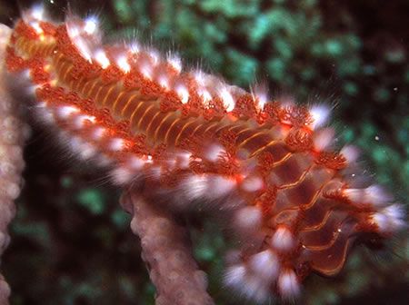 Fire Bristleworm - Roatan, Honduras. Taken with an Olympu... by Lisa Armstrong 