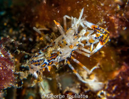 Tiger Shrimp!!! by George Touliatos 