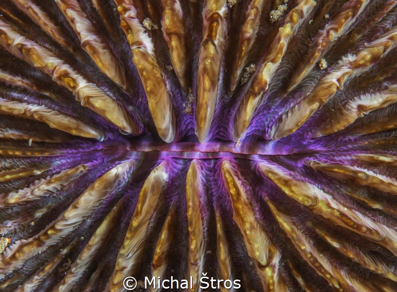 Mushroom coral mouth by Michal Štros 
